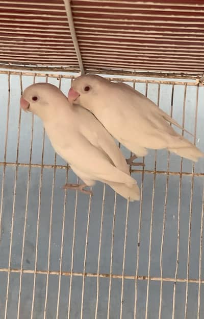  Albino Redeyes Breeder Pair 