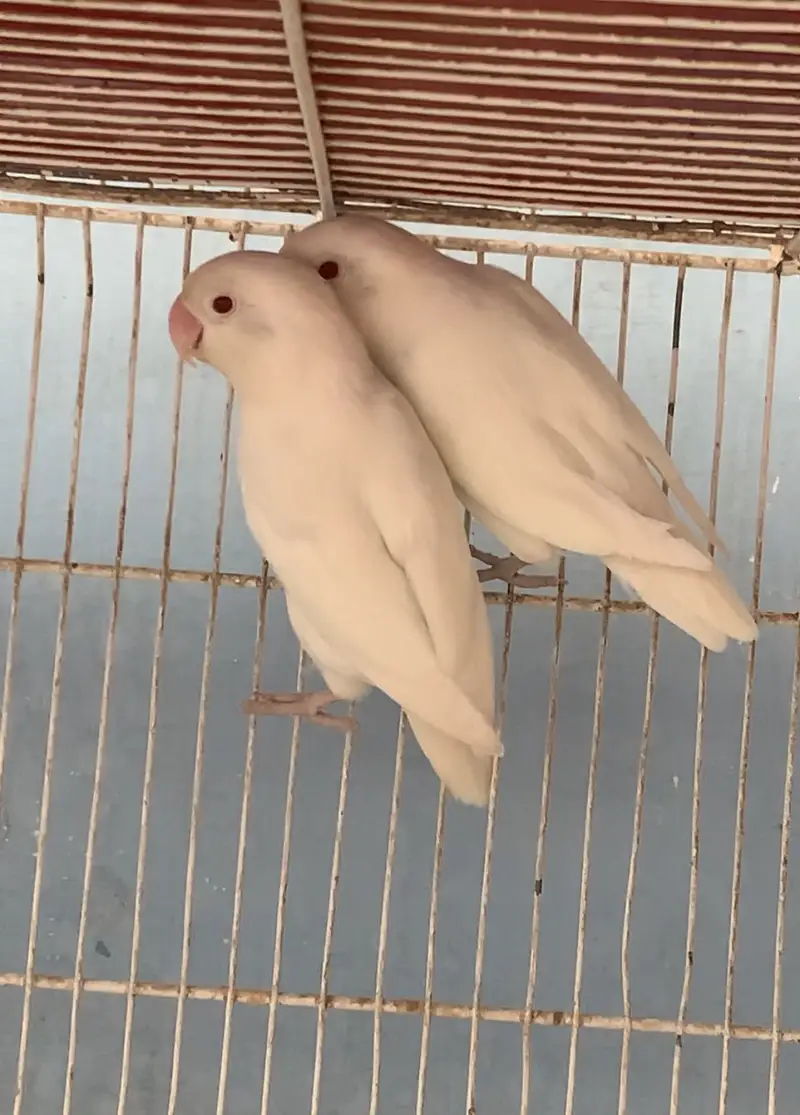  Albino Redeyes Breeder Pair  — photo 2