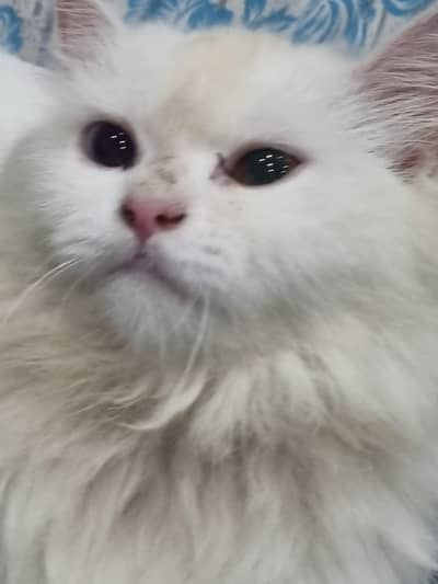 Russian cat for sale