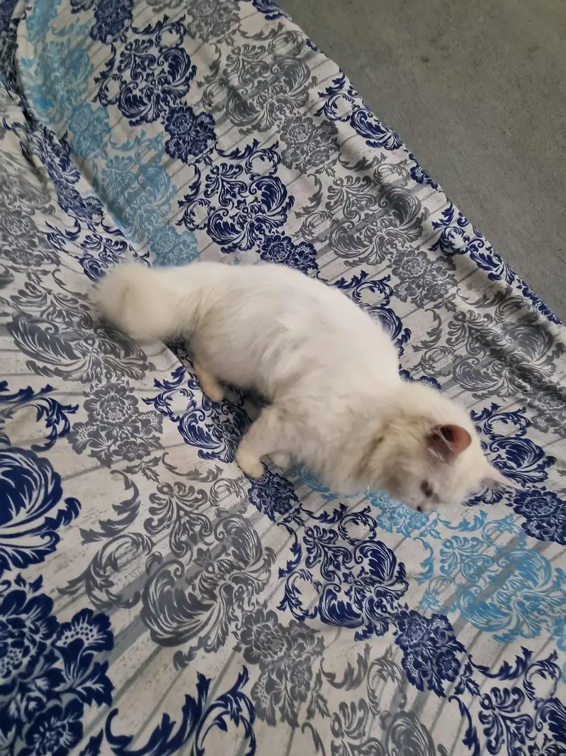Russian cat for sale — photo 2