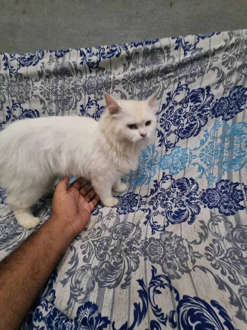 Russian cat for sale — photo 3
