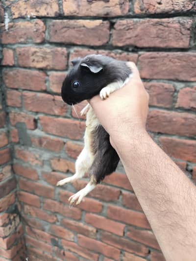 Guinea pig/ English cavies