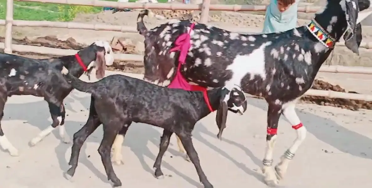 desi Bakri for sale do bacchon ke sath /03490704921 — photo 2