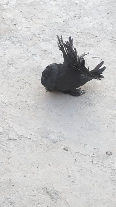 black jambo size amircn