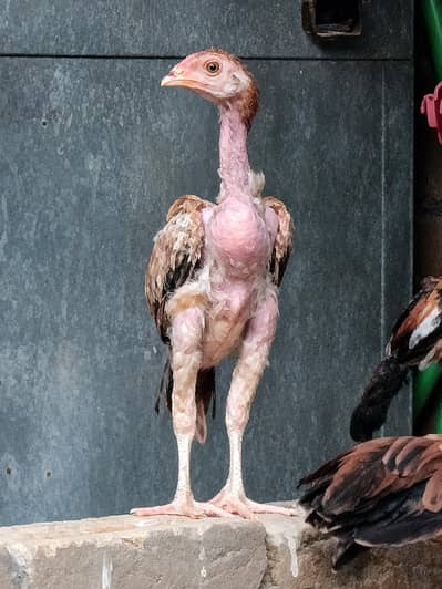 aseel chicks pure aseel