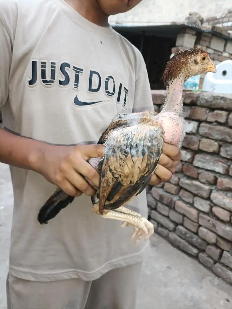 aseel chicks pure aseel — photo 3