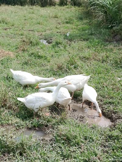 big ducks full white ‍