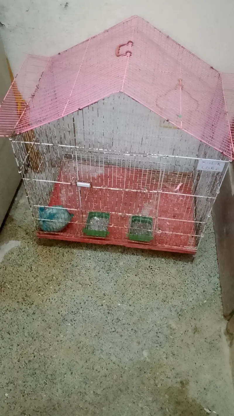 Full size cage available final price 3800 — photo 2