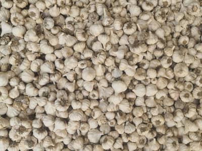 garlic