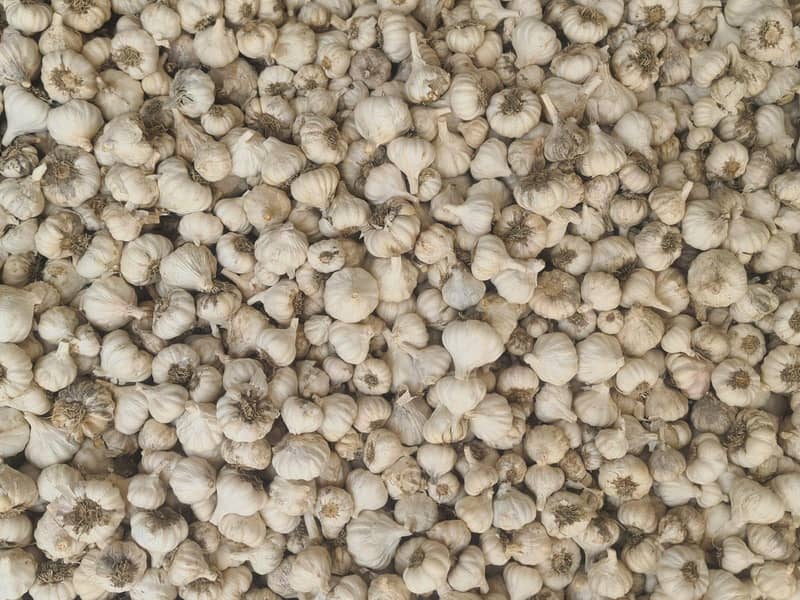 garlic 0