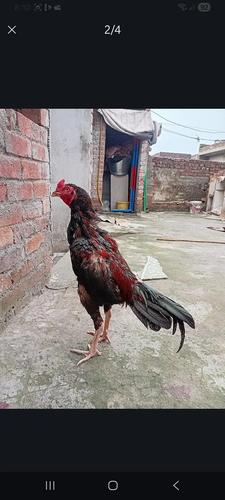 aseell patha — photo 2