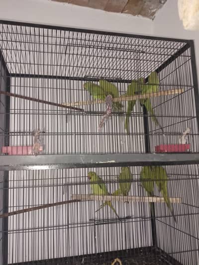 All setup for sale 14 pic with cage