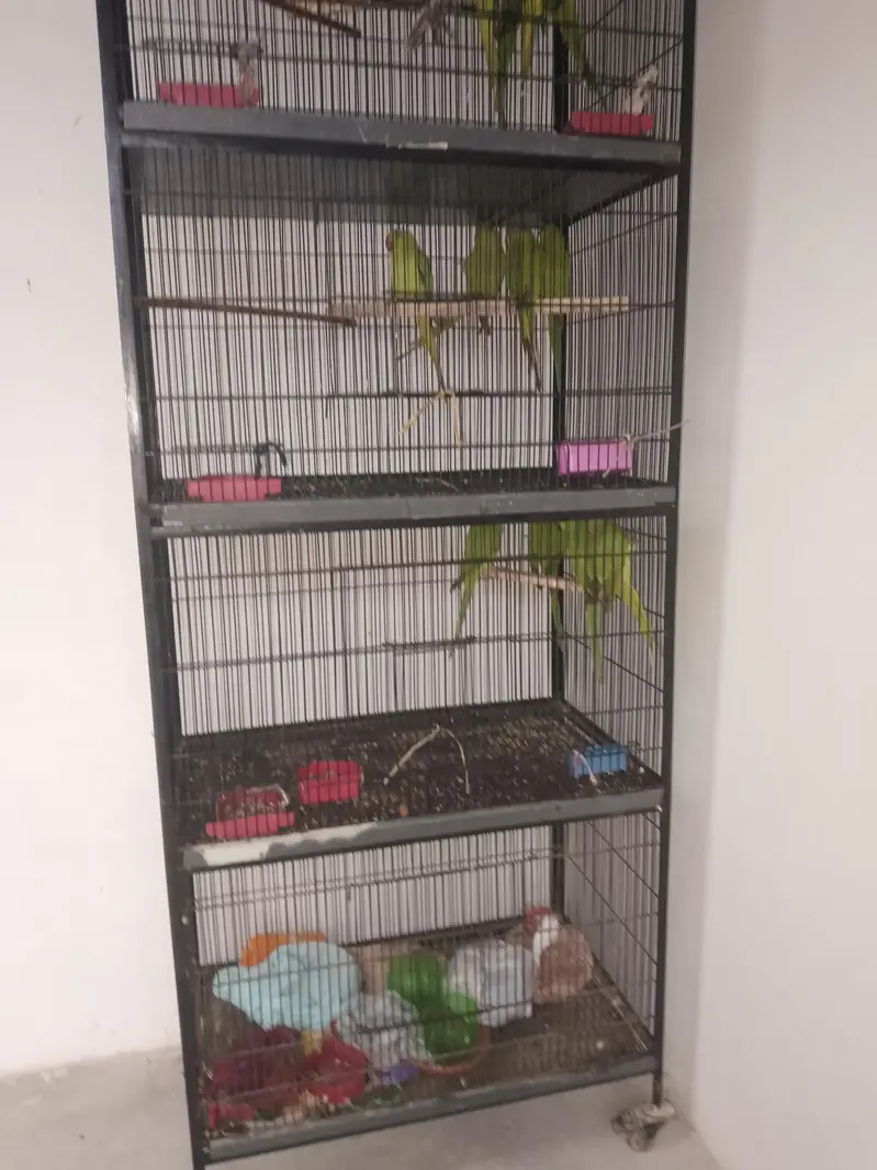 All setup for sale 14 pic with cage — photo 3