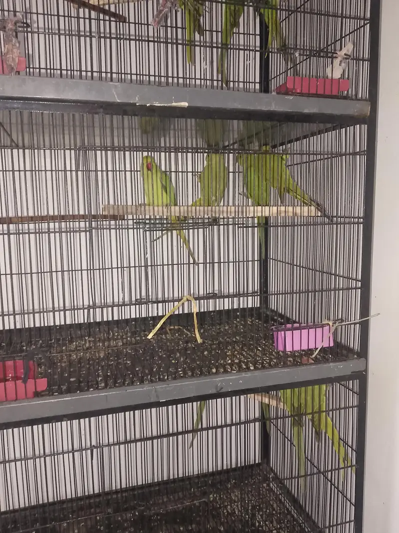 All setup for sale 14 pic with cage — photo 4