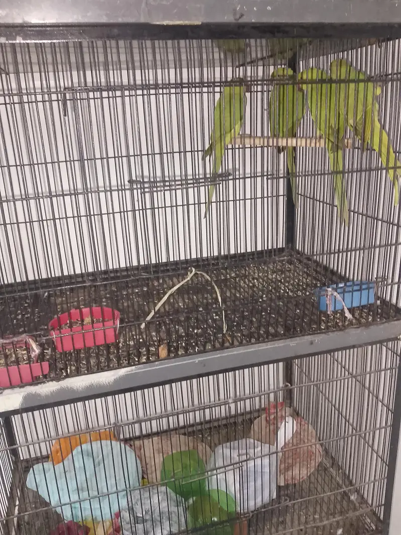 All setup for sale 14 pic with cage — photo 5
