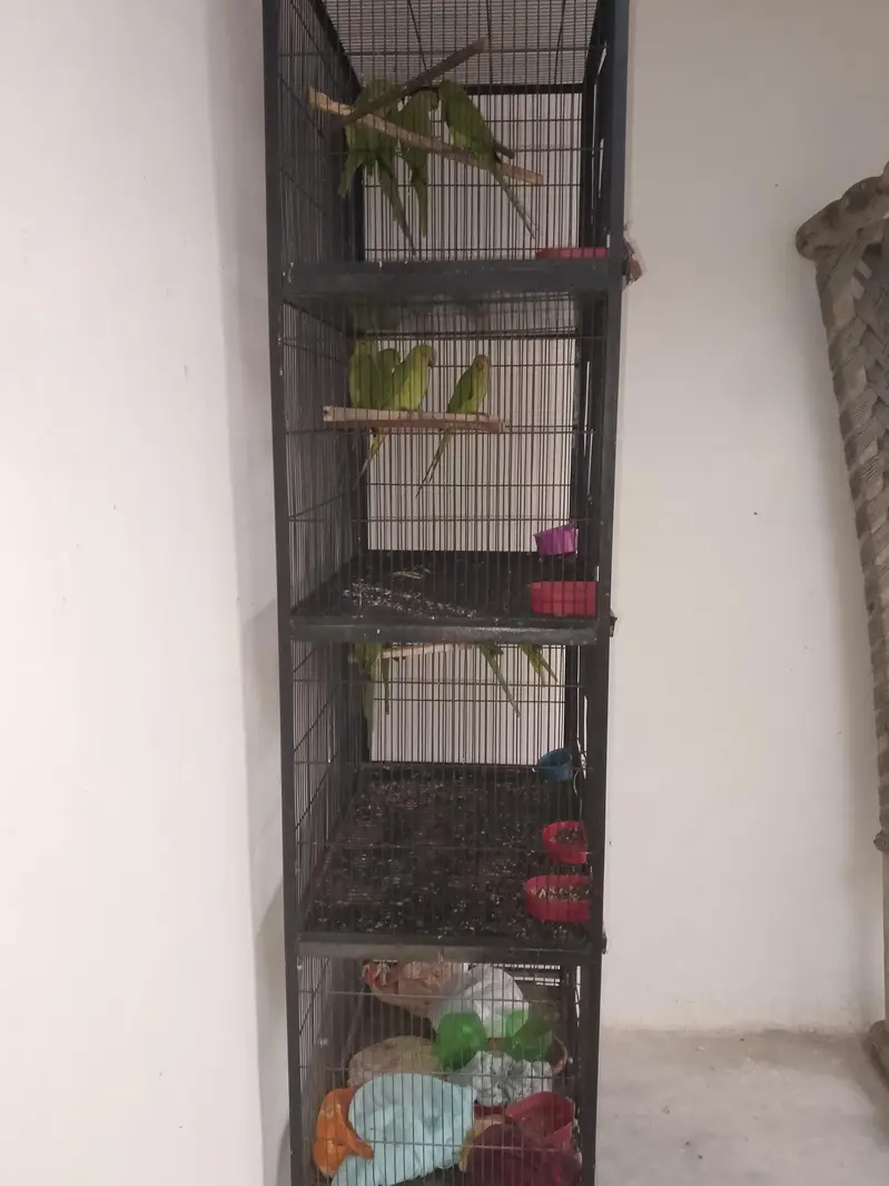 All setup for sale 14 pic with cage — photo 6