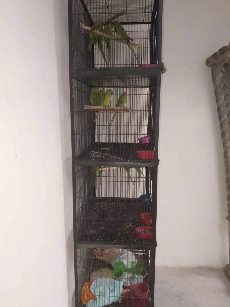 All setup for sale 14 pic with cage — photo 7