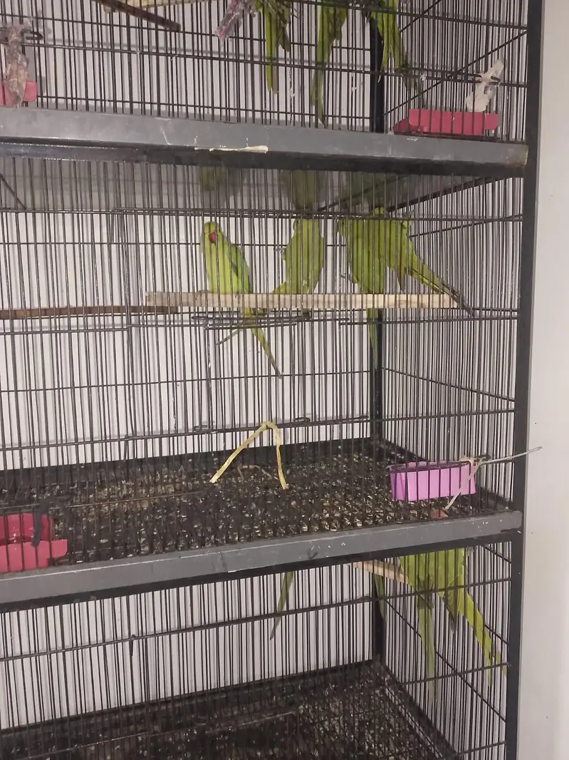 All setup for sale 14 pic with cage — photo 8