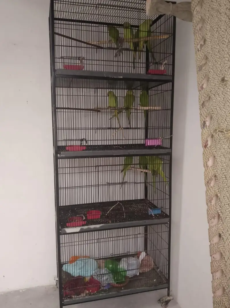 All setup for sale 14 pic with cage — photo 9