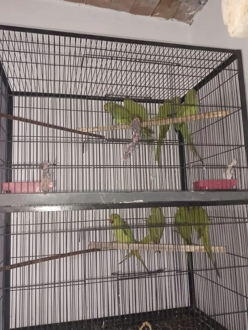 All setup for sale 14 pic with cage — photo 10