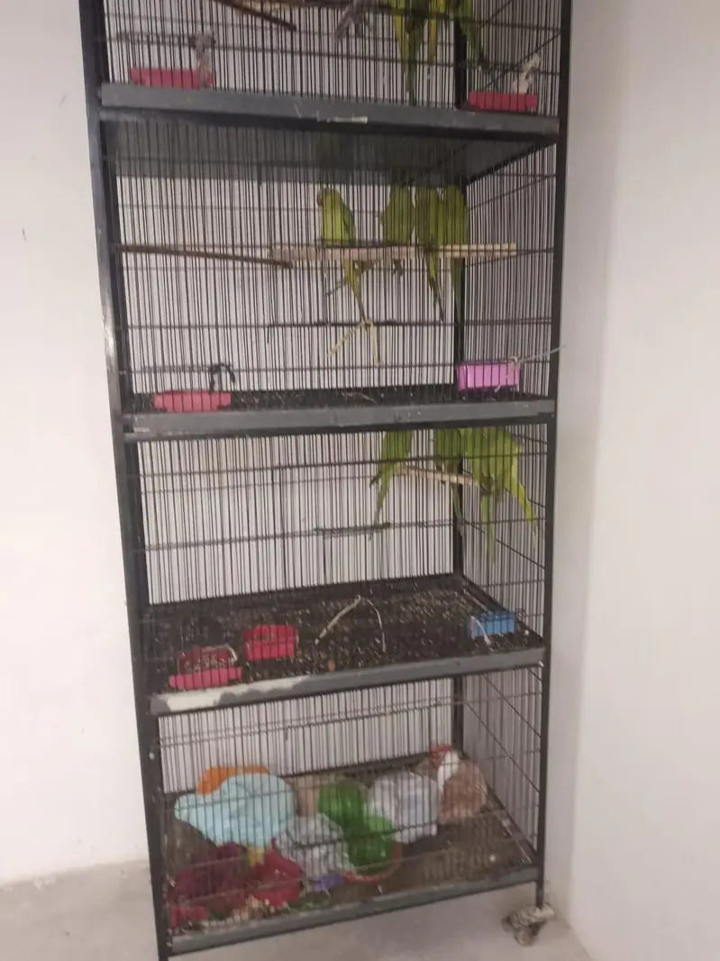 All setup for sale 14 pic with cage — photo 11