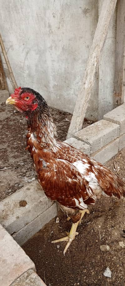 Beautiful aseel pure Mianwali saleti murgi madi