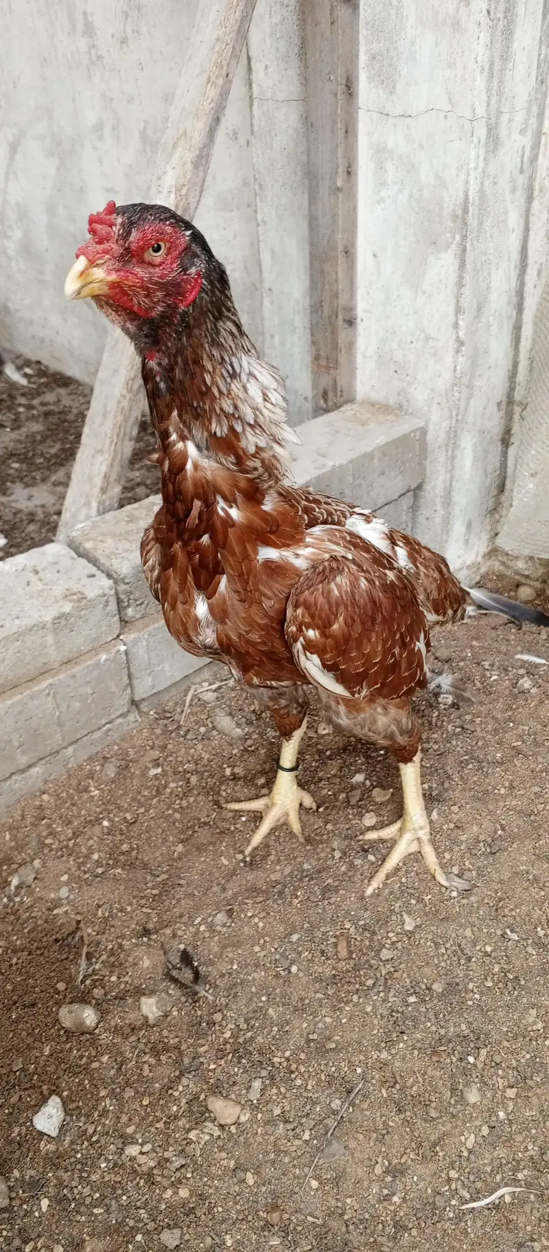 Beautiful aseel pure Mianwali saleti murgi madi — photo 2