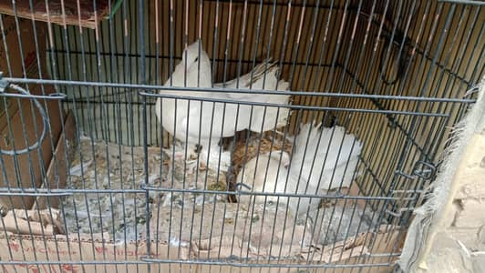 lakka pigeon breeder pair with age for sale