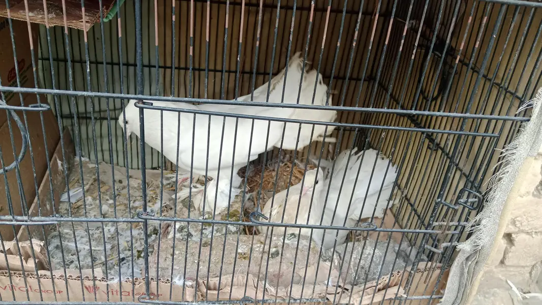 lakka pigeon breeder pair with age for sale — photo 2