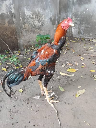 long hight  quality patha exchange