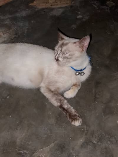 Bella is our cat name call me:03006445485 what'sapp:03230232392