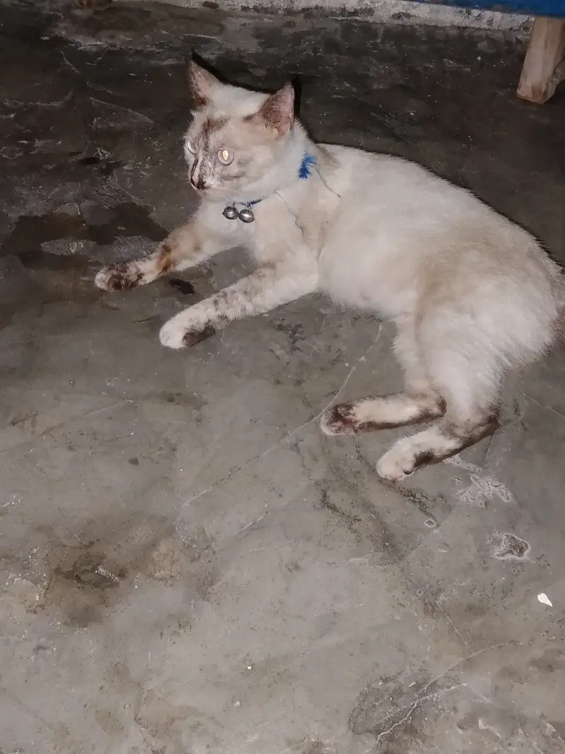 Bella is our cat name call me:03006445485 what'sapp:03230232392 — photo 2