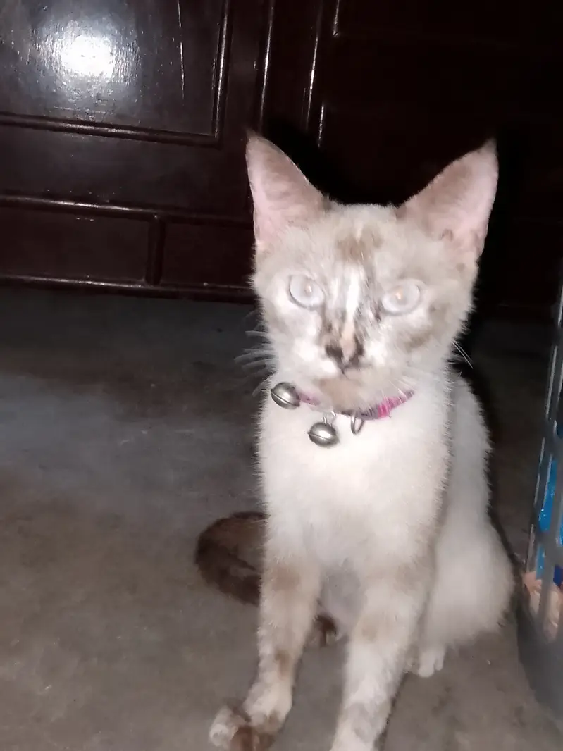 Bella is our cat name call me:03006445485 what'sapp:03230232392 — photo 3