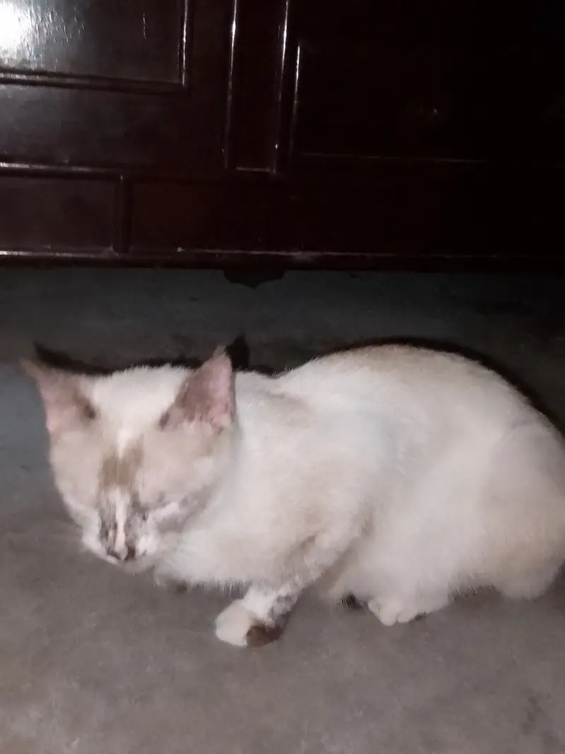 Bella is our cat name call me:03006445485 what'sapp:03230232392 — photo 4