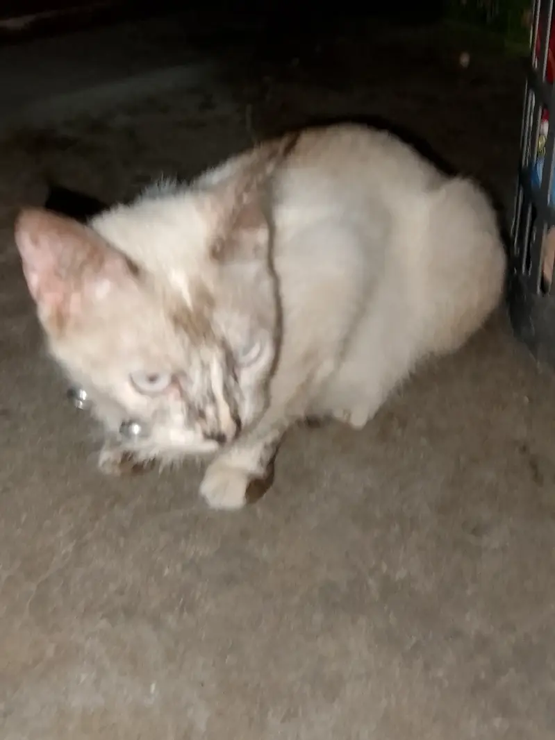 Bella is our cat name call me:03006445485 what'sapp:03230232392 — photo 5