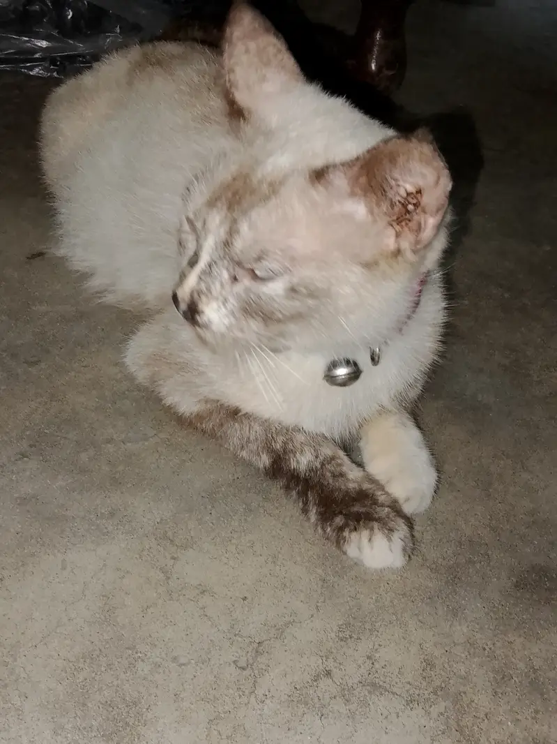 Bella is our cat name call me:03006445485 what'sapp:03230232392 — photo 6