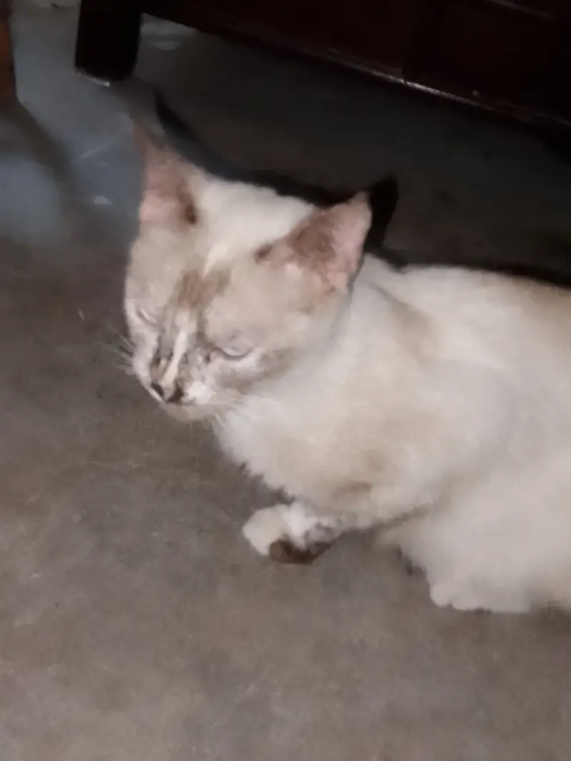 Bella is our cat name call me:03006445485 what'sapp:03230232392 — photo 7