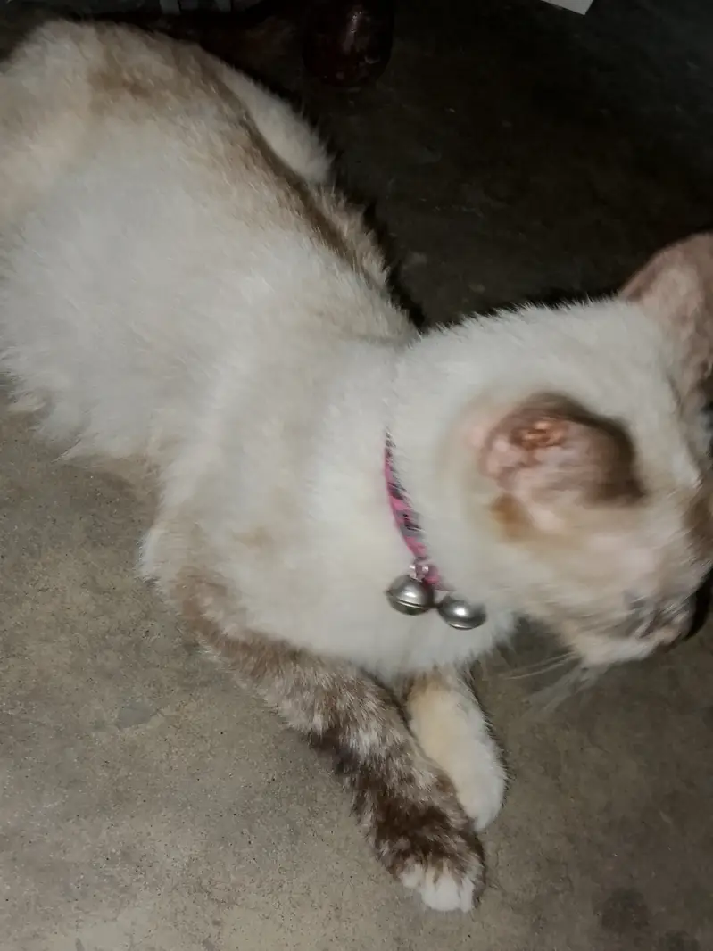 Bella is our cat name call me:03006445485 what'sapp:03230232392 — photo 8