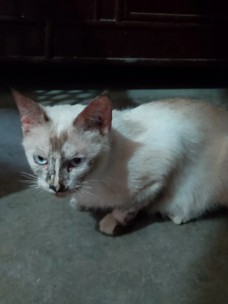Bella is our cat name call me:03006445485 what'sapp:03230232392 — photo 9