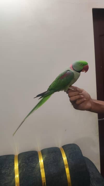 raw parrot face to face talking hand tame zero bite 03174373497