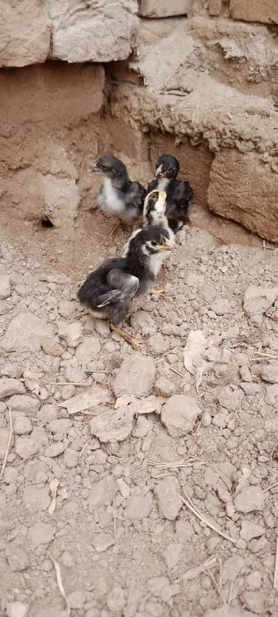 Aseel Chicks For Sale