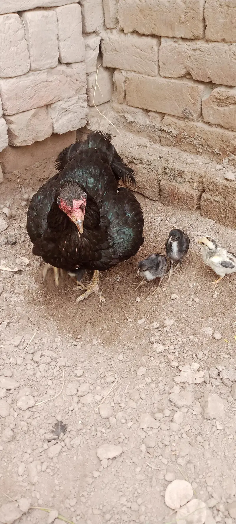 Aseel Chicks For Sale — photo 2