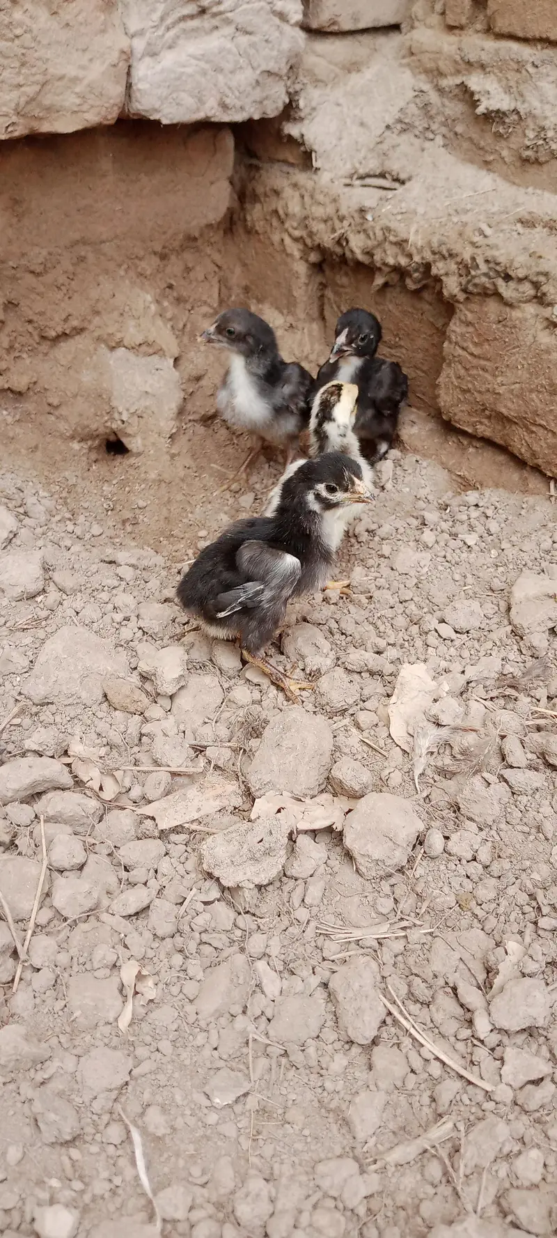 Aseel Chicks For Sale — photo 3