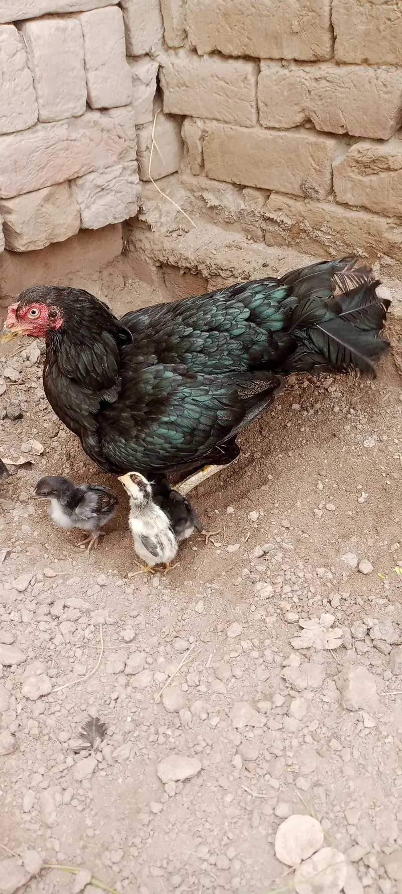 Aseel Chicks For Sale — photo 4