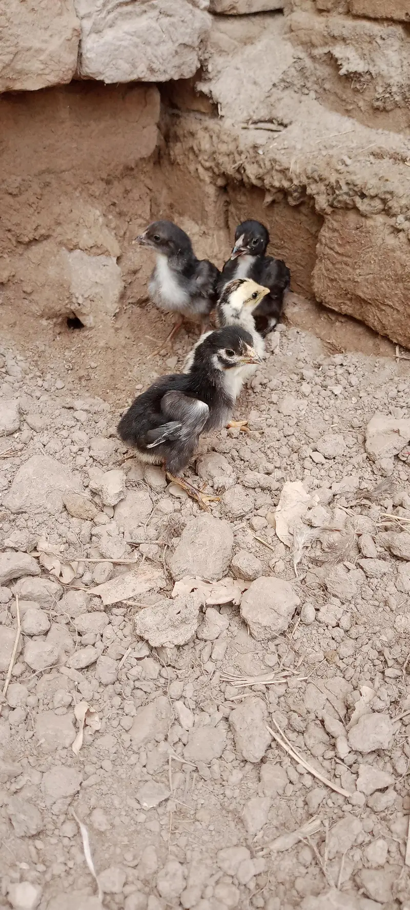 Aseel Chicks For Sale — photo 5