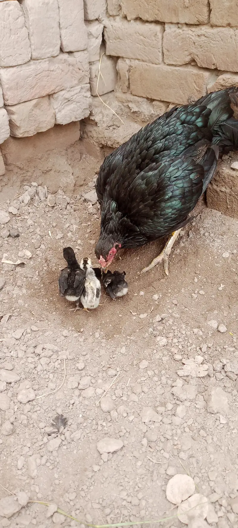 Aseel Chicks For Sale — photo 6