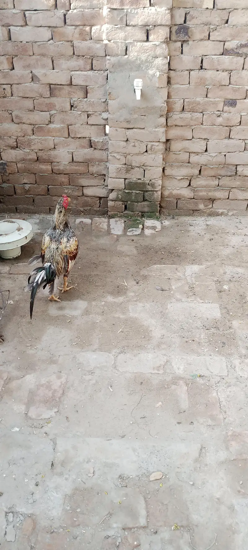 Aseel Chicks For Sale — photo 7