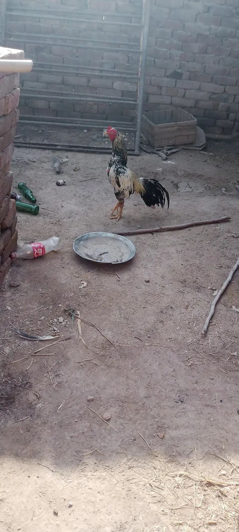 Aseel Chicks For Sale — photo 8