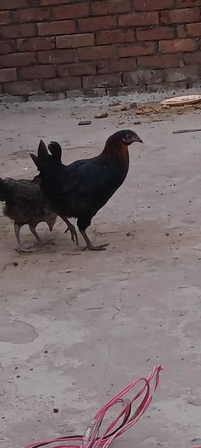 pure desi breeder female