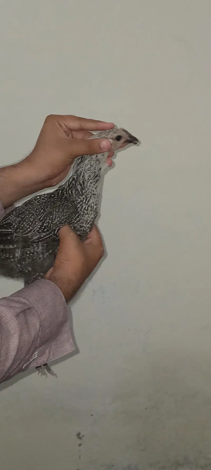 pure desi breeder female — photo 2